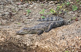 Crocodile des marais