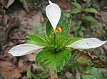 Mussaenda macrophylla