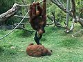 Orangutans-Siamang04