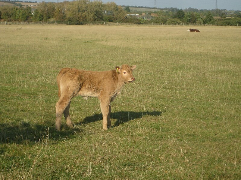 File:A little Calf.jpg