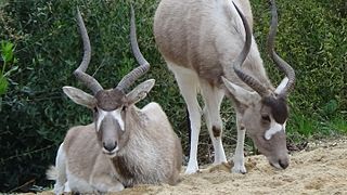 Troupeau au parc zoologique de Paris.