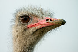 Head feathers are a thin layer of down.