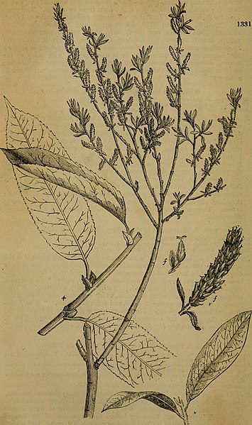 File:Arboretum et fruticetum Britannicum; or, The trees and shrubs of Britain, native and foreign, hardy and half-hardy, pictorially and botanically delineated, and scientifically and popularly described; (14793524303).jpg