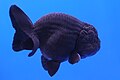 Black ranchu