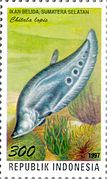 Chitala lopis 1997 Indonesia stamp.jpg
