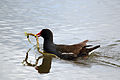 Moorhen, Oxfordshire