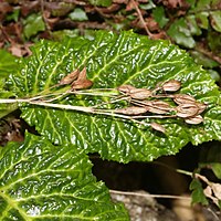 細長い蒴果と縮んだ新葉