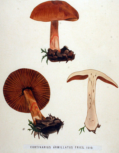 File:Cortinarius armillatus — Flora Batava — Volume v19.jpg