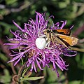 Flower spider with butterfly prey