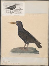 Z Iconographia Zoologica (1825–1838)