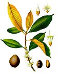 Palaquium oblongifolium — Палаквиум (русского названия вида нет)