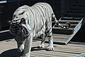 Royal White Bengal tiger