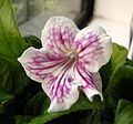 Streptocarpus 'Anderson's Purple Delta'