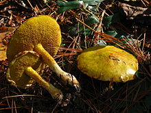 Suillus americanus 61328.jpg