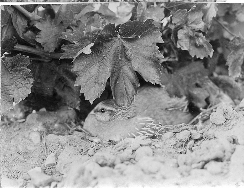 File:Male Valley quail on nest (660f7f7d255b40bfbc61b43913def32a).jpg