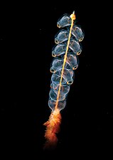 Marrus orthocanna, un siphonophore.