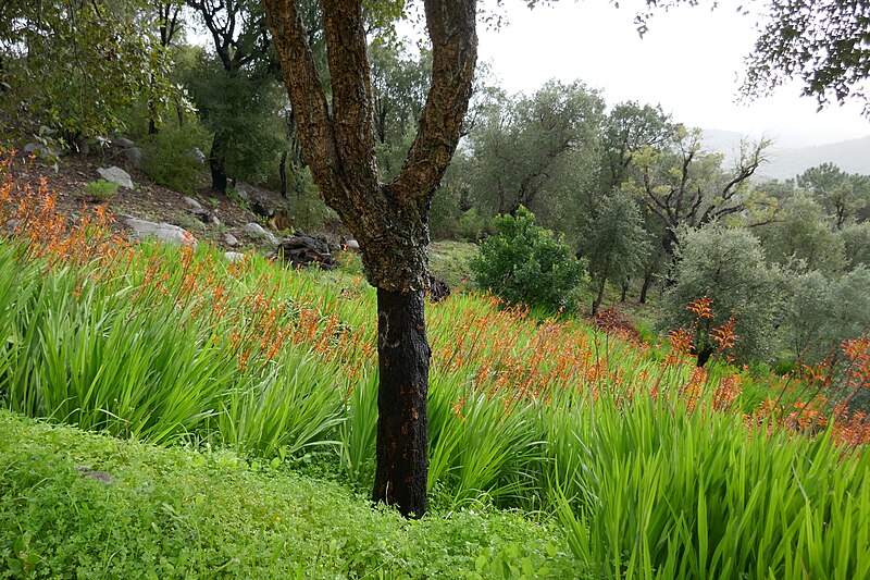 File:Montbretias - Serra de Monchique 01.jpg