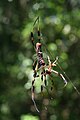 Nephila clavipes