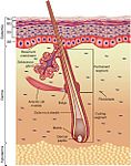 Epidermis, dermis, hypodermis.