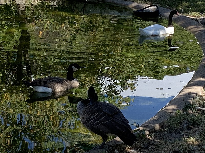 File:Black-necked Swan at Sunset Zoo in Manhattan, Kansas.jpg