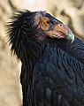 California Condor