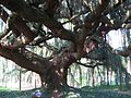 'Glauca Pendula' in Arboretum de la Vallée-aux-Loups