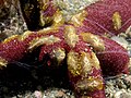 Several creeping comb jellies on Luzon sea star