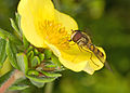 Marmalade hoverfly (Episyrphus balteatus)