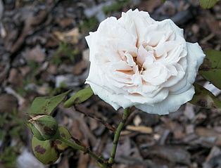 Rosa 'Gloire de Dijon'