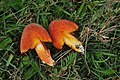 Hygrocybe intermedia