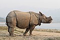 Indian rhinoceros