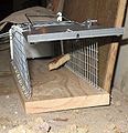 Open trap with bait waiting for a rat