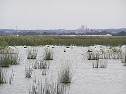 Reedy Lake with black swans in the midground