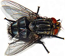 Diptera 155 000