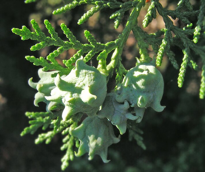 File:Thuja-orientalis2.jpg