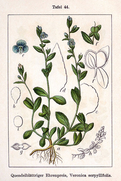 File:Veronica serpyllifolia Sturm44.jpg