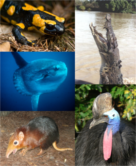 Organismos individuais de cada grande grupo de vertebrados. No sentido horário, começando do canto superior esquerdo: Salamandra-de-fogo, Crocodilo-de-água-salgada, Casuar do Sul, Rhynchocyon petersi, Peixe-lua