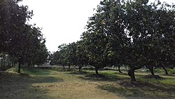 Large fields of mango trees in Hakpara,Siraha Nepal