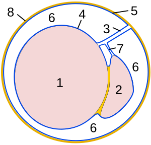 Dwarsdoorsnede testikel. 1 Teelbal, 2 Bijbal, 3 Mesorchium, 4 Viscerale laag van tunica vaginalis, 5 Pariëtale laag van tunica vaginalis, 6 Vaginale holte, 7 Mesepididymis, 8 Fascia spermatica interna