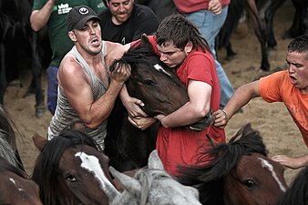 Aloitadores, Rapa das bestas