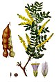 Acacia senegal (Gum-arabic Tree)