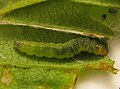 Caterpillar of Acleris schalleriana inside rolled leaf of Viburnum dentatum