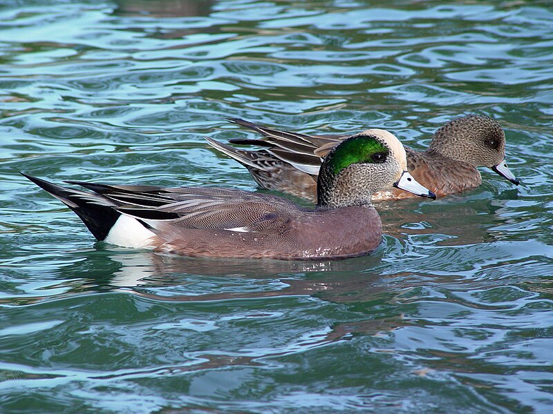 File:American Wigeon pair.JPG