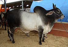 a humped grey bull with dark head and foreparts, dark legs, and dark rump and tail