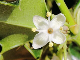 In dioecious holly, some plants only have 'male' flowers with functional stamens that produce pollen...