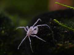 Limnopilos naiyanetri, a 膜殼蟹科