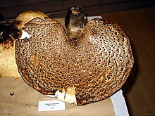 Polyporus squamosus (Foto: Jean-Pol Grandmont).