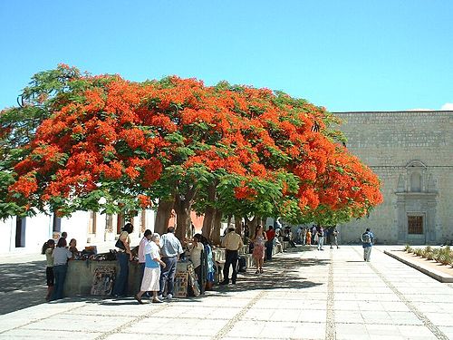 Bomen in Oaxaca de Juárez (Mexico)