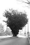 שלושה עצי שִׁקְמָה במרכז אחד הנתיבים של דרך קיבוץ גלויות בפאתיה הדרומיים של שכונת שפירא