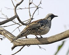 Spotted Quail-thrush (Cinclosoma punctatum) - Flickr - Lip Kee.jpg